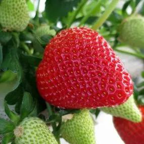 Mae Strawberry Plants (Fragaria x ananassa Mae)